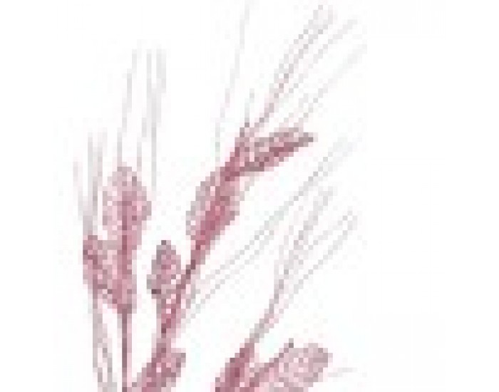 Клон Розов 46 x 80 x 5 cm (12 броя)