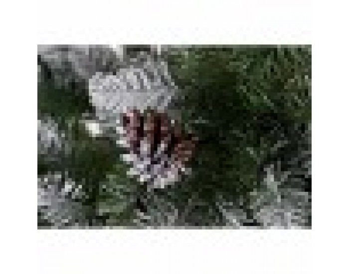Коледно дърво DKD Home Decor Бял Червен Зелен PVC Ананаси Снежен 125 x 125 x 210 cm Коледно дърво DKD Home Decor Бял Червен Зелен PVC Ананаси Снежен 125 x 125 x 210 cm