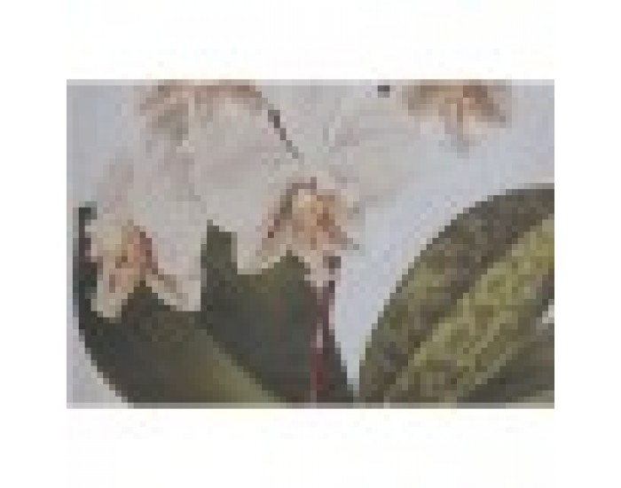 Картина Home ESPRIT Тропически Орхидея 50 x 2,5 x 70 cm (2 броя) Картина Home ESPRIT Тропически Орхидея 50 x 2,5 x 70 cm (2 броя)