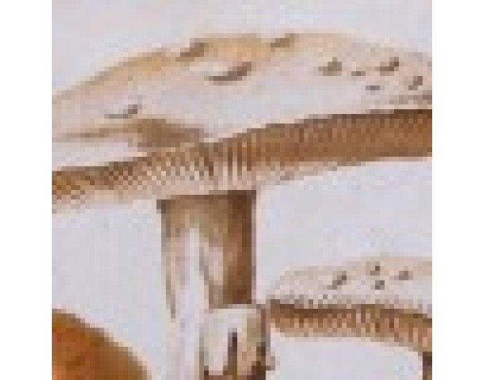 Картина DKD Home Decor Кристал Бамбук Диви Гъби (50 x 70 x 2,8 cm) (2 броя)