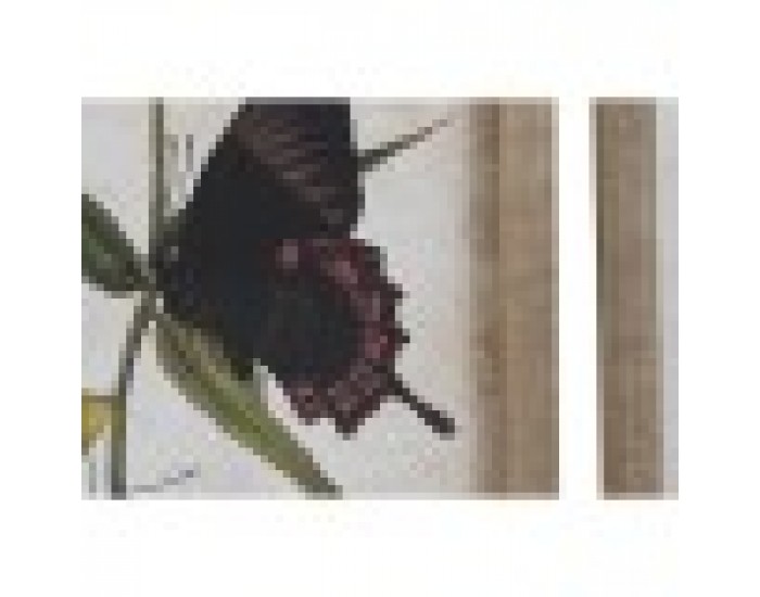Картина DKD Home Decor Пеперуди Shabby Chic (40 x 2 x 50 cm) (4 броя)