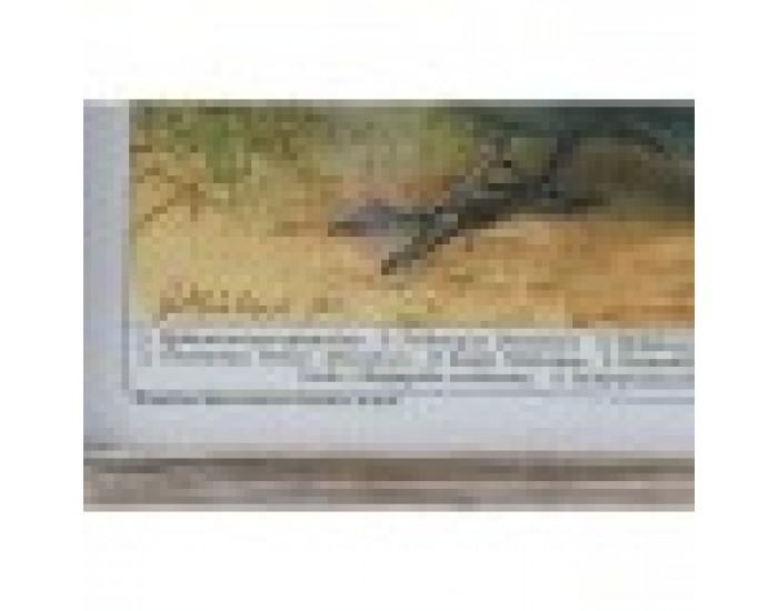 Картина DKD Home Decor Птици (45 x 2 x 65 cm) (4 pcs)