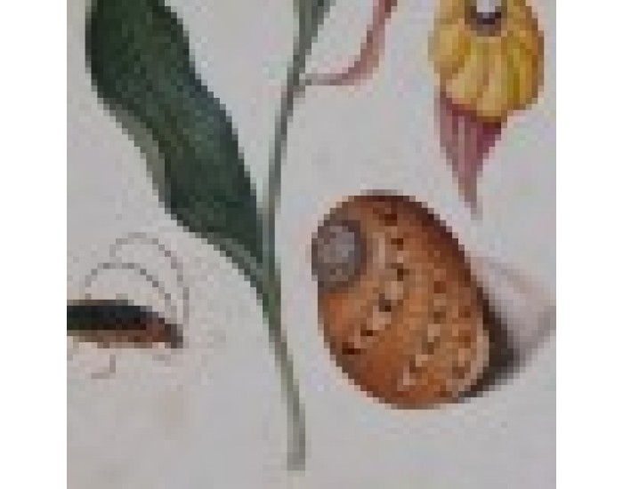 Картина DKD Home Decor Ела Кристал Lilled (50 x 2,5 x 65 cm) (4 броя) Картина DKD Home Decor Ела Кристал Lilled (50 x 2,5 x 65 cm) (4 броя)