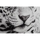 Картина DKD Home Decor Леопард Колониален (100 x 2,5 x 100 cm) (2 броя) Картина DKD Home Decor Леопард Колониален (100 x 2,5 x 100 cm) (2 броя)
