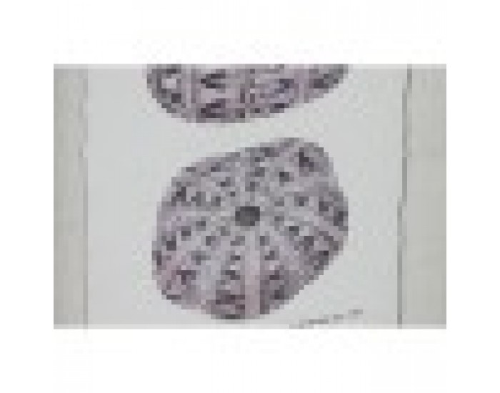 Картина Home ESPRIT Корал 35 x 2 x 45 cm (9 броя)