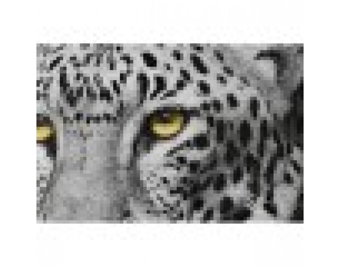 Картина DKD Home Decor Колониален Джунгла (67 x 3 x 93 cm) (3 броя)