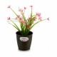 Саксия Stefanplast Пластмаса 14 x 13 x 14 cm (12 броя) Саксия Stefanplast Пластмаса 14 x 13 x 14 cm (12 броя)