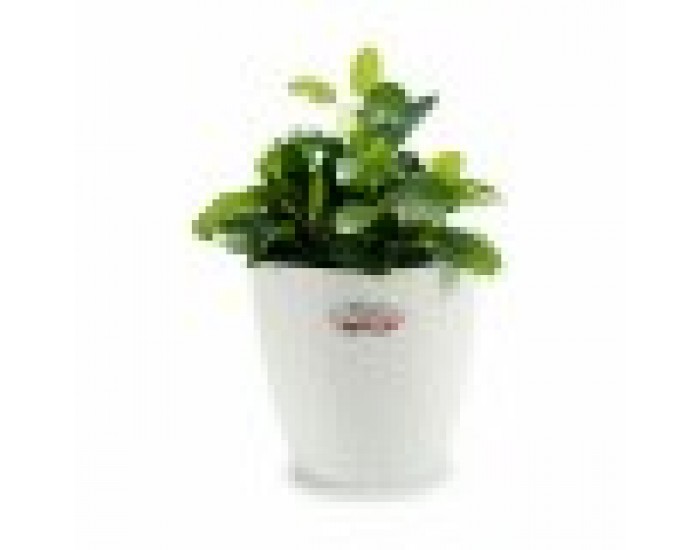 Саксия Stefanplast Бял Пластмаса 24 x 22,5 x 24 cm (6 броя) Саксия Stefanplast Бял Пластмаса 24 x 22,5 x 24 cm (6 броя)