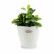 Саксия Stefanplast Бял Пластмаса 24 x 22,5 x 24 cm (6 броя) Саксия Stefanplast Бял Пластмаса 24 x 22,5 x 24 cm (6 броя)