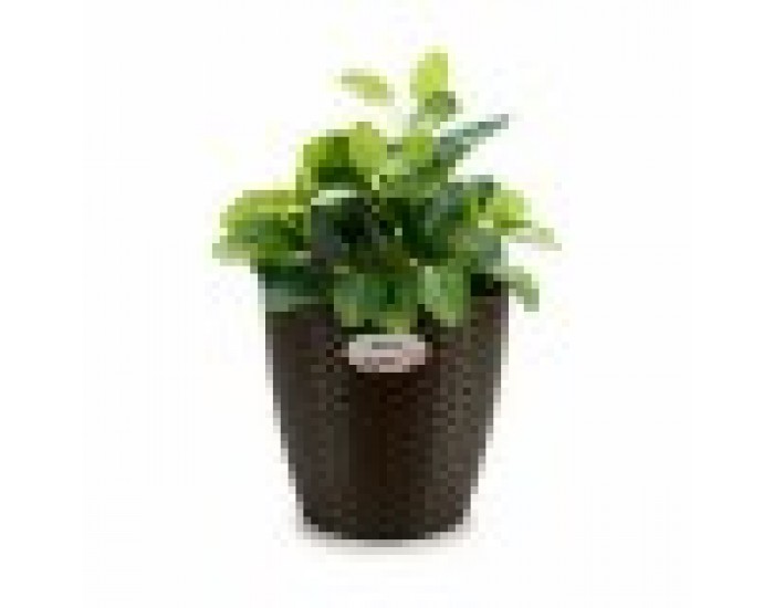 Саксия Stefanplast Пластмаса 24 x 22 x 24 cm (6 броя) Саксия Stefanplast Пластмаса 24 x 22 x 24 cm (6 броя)