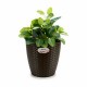 Саксия Stefanplast Пластмаса 24 x 22 x 24 cm (6 броя) Саксия Stefanplast Пластмаса 24 x 22 x 24 cm (6 броя)