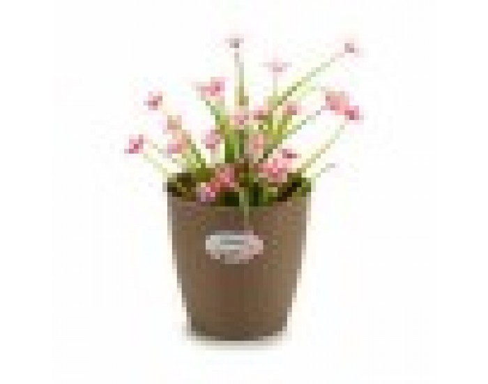 Саксия Stefanplast Кафяв Пластмаса 19 x 17,5 x 19 cm (12 броя) Саксия Stefanplast Кафяв Пластмаса 19 x 17,5 x 19 cm (12 броя)