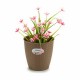 Саксия Stefanplast Кафяв Пластмаса 19 x 17,5 x 19 cm (12 броя) Саксия Stefanplast Кафяв Пластмаса 19 x 17,5 x 19 cm (12 броя)
