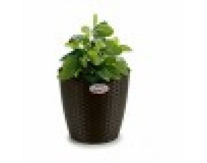 Саксия Stefanplast Пластмаса 29 x 26,5 x 29 cm (6 броя)