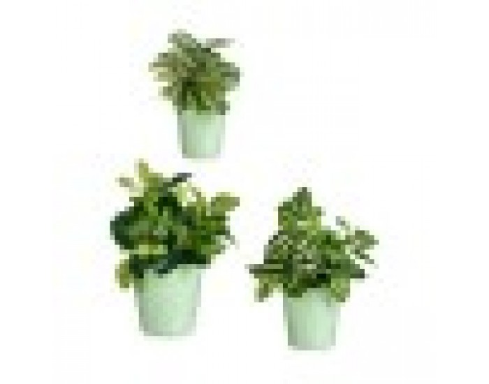 Комплект Саксии за цветя Зелен Глина (6 броя)