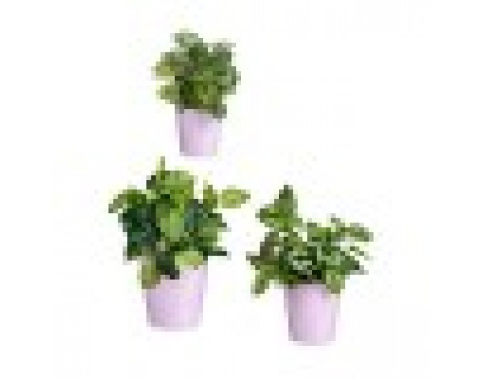 Комплект Саксии за цветя Люляк Глина (6 броя)