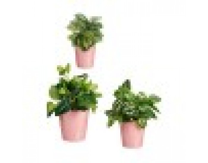 Комплект Саксии за цветя Розов Глина (6 броя)