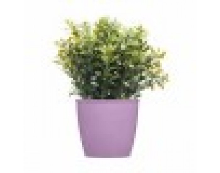 Саксия Stefanplast Academy Пластмаса 11,3 x 10 x 11,3 cm (60 броя) Саксия Stefanplast Academy Пластмаса 11,3 x 10 x 11,3 cm (60 броя)