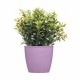 Саксия Stefanplast Academy Пластмаса 11,3 x 10 x 11,3 cm (60 броя) Саксия Stefanplast Academy Пластмаса 11,3 x 10 x 11,3 cm (60 броя)
