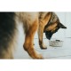 Хранилка за кучета Hunter Силикон Неръждаема стомана 4,1 L Хранилка за кучета Hunter Силикон Неръждаема стомана 4,1 L