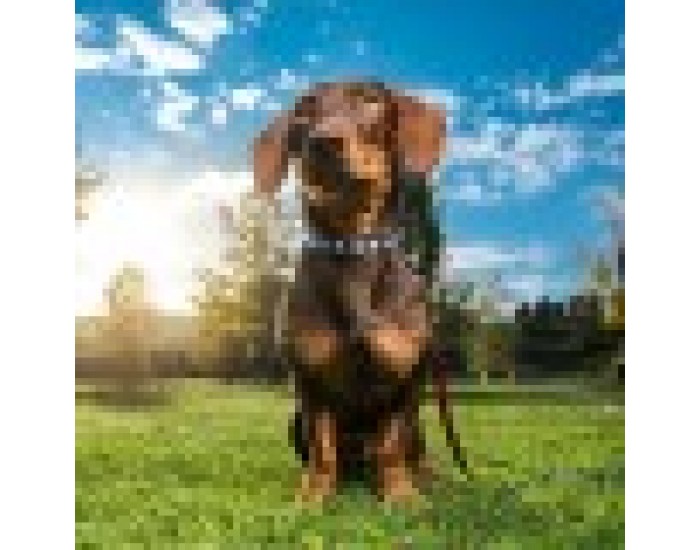 Кучешки Нашийник Mickey Mouse Черен M/L