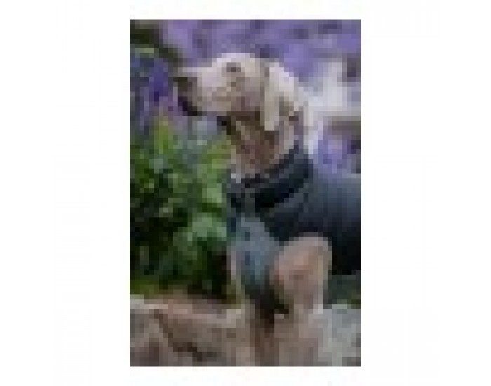 Палто за Куче TicWatch Puffer Черен/Сив 25 cm