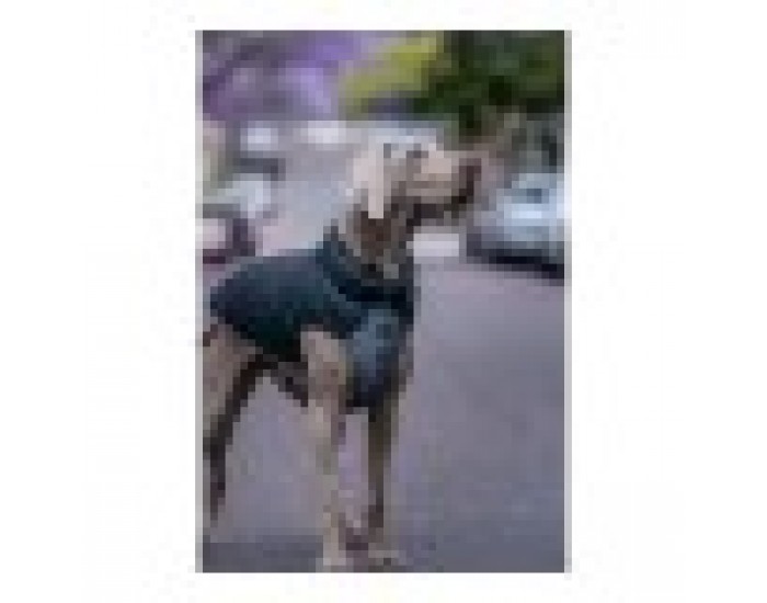 Палто за Куче TicWatch Puffer Черен/Сив 25 cm