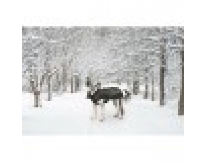 Палто за Куче Dog Gone Smart Черен 45 cm