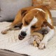 Играчка за Кучета Nylabone Пиле 11 Сметана Животни