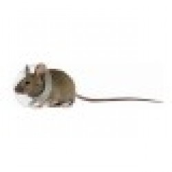 Elizabethan Rodent Collar KVP Прозрачен (5,75 - 7,5 cm) - Домашни любимци