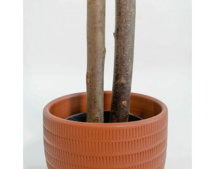 Дърво Home ESPRIT полиестер Дървен Цимент Евкалипт 90 x 90 x 180 cm