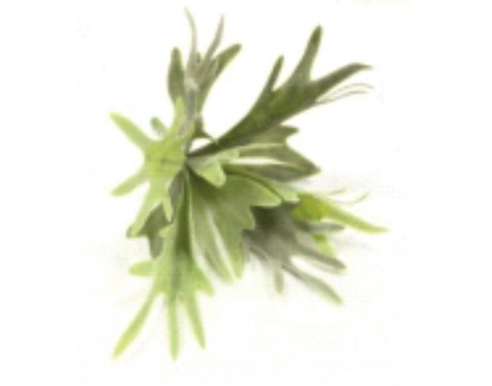 Растения АРТ ДЕКОРАЦИЯ >> ICNT 16027