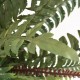 Sonata Изкуствено растение папрат със саксия, 60 см, зелено -