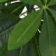 Sonata Изкуствено растение пахира със саксия, 85 см, зелено -
