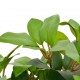 Sonata Изкуствено растение лаврово дърво със саксия, зелено, 40 см